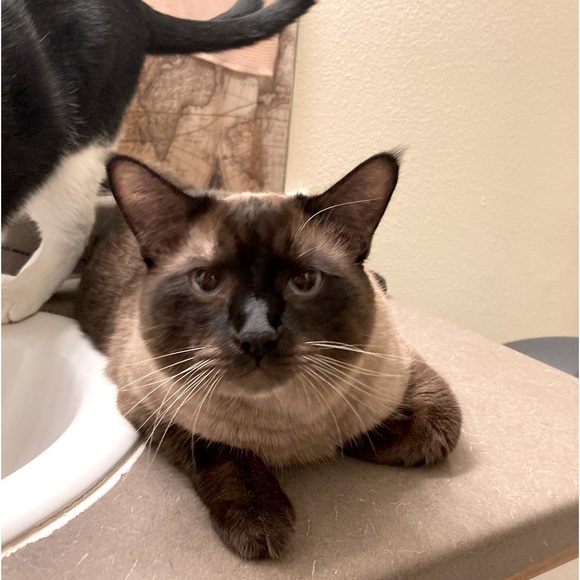 ‼️Allergy alert‼️ - Picture 2 of 4